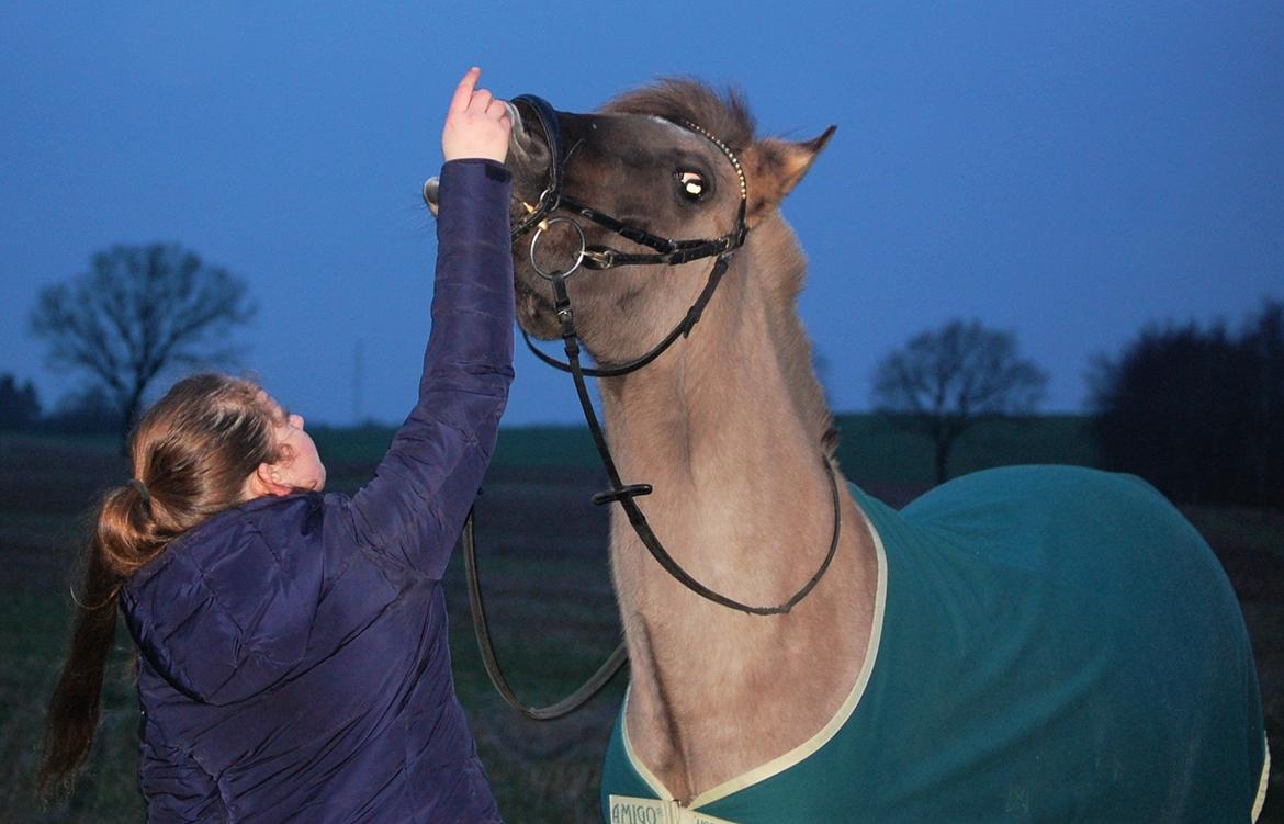 Anden særlig race Kida - 30 december 2015  billede 15