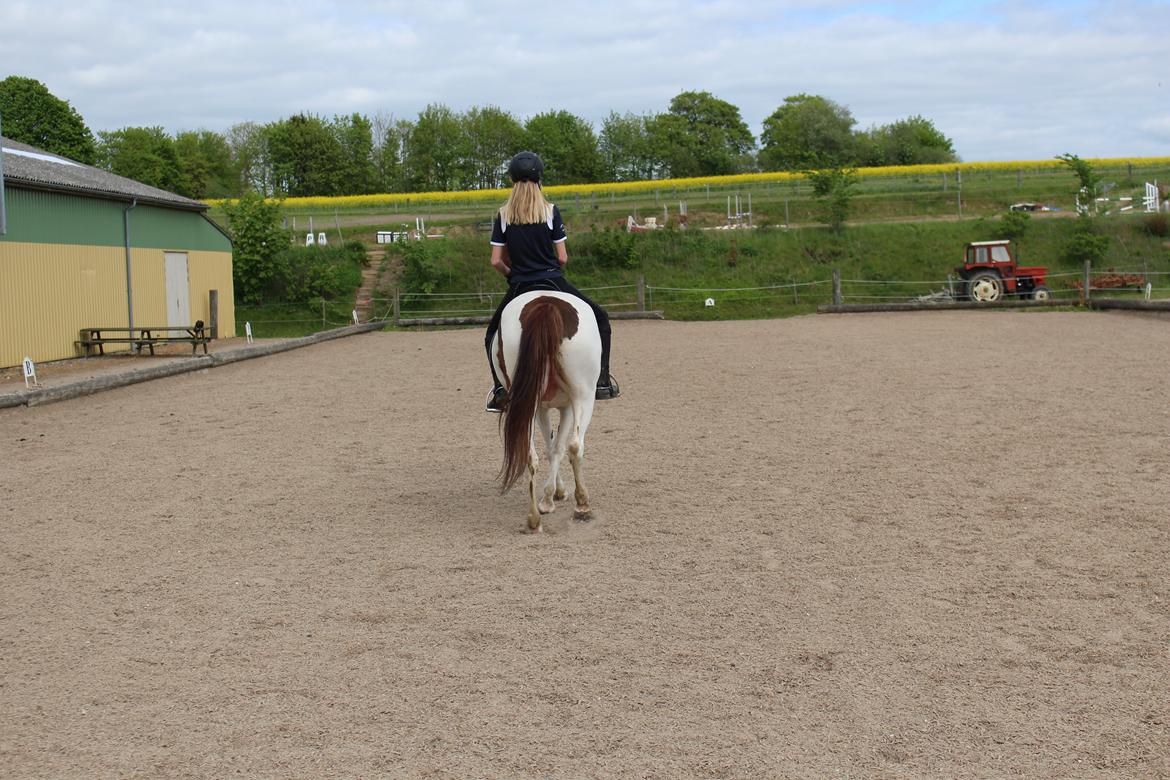 Anden særlig race Leopold billede 12