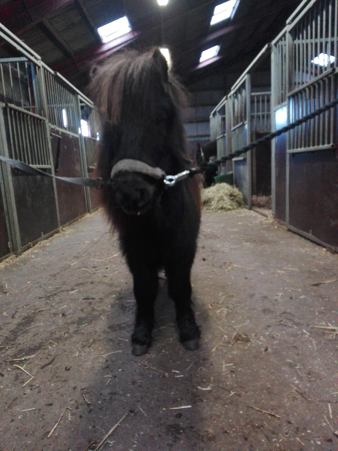 Anden særlig race Kloster's Diamond Aika - 29 december 2015 billede 14