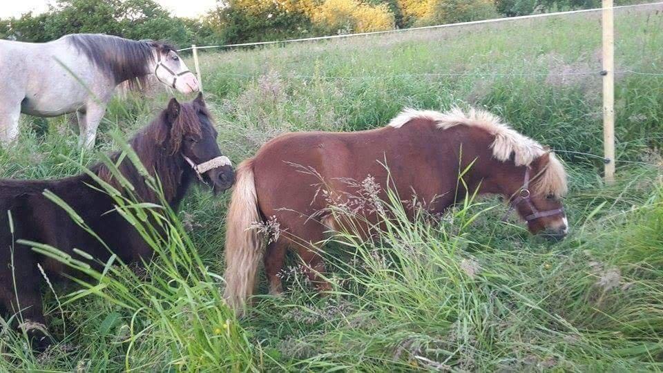 Anden særlig race Kloster's Diamond Aika - Diamond og hendes mor Bell <3 inden hun kom hjem billede 18
