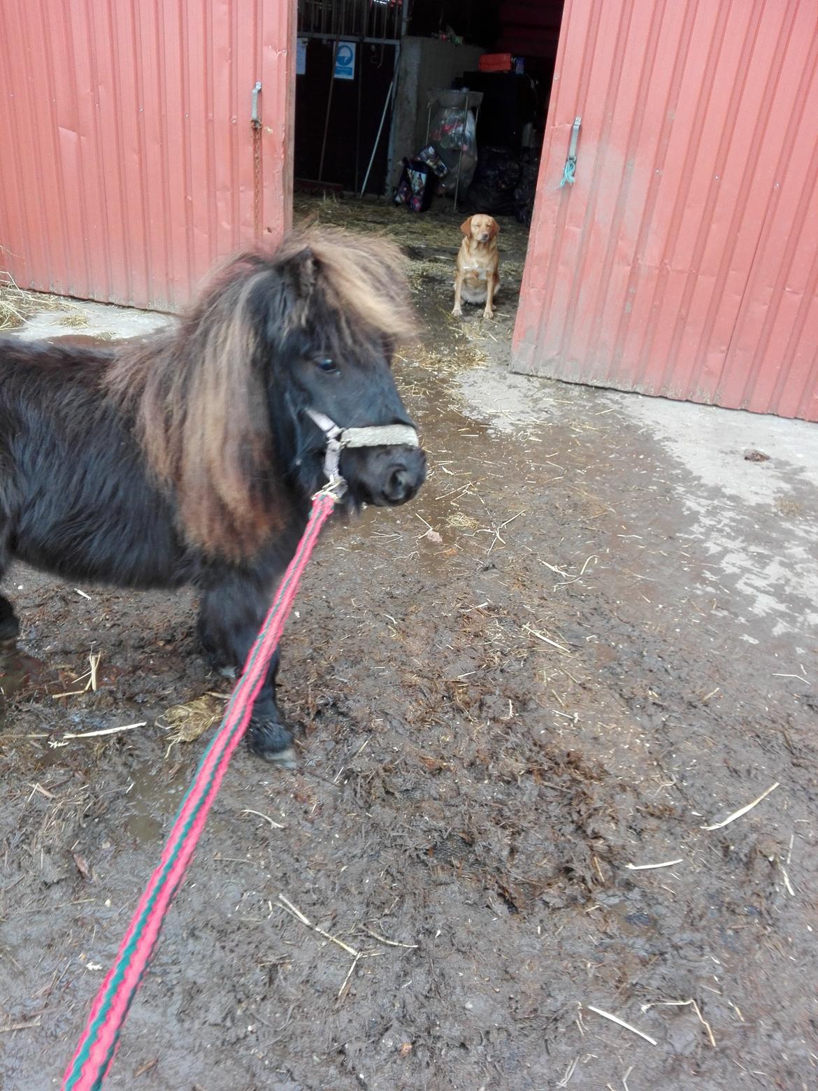 Anden særlig race Kloster's Diamond Aika - Dagen hun kom hjem den 29-12-2015<3 billede 15
