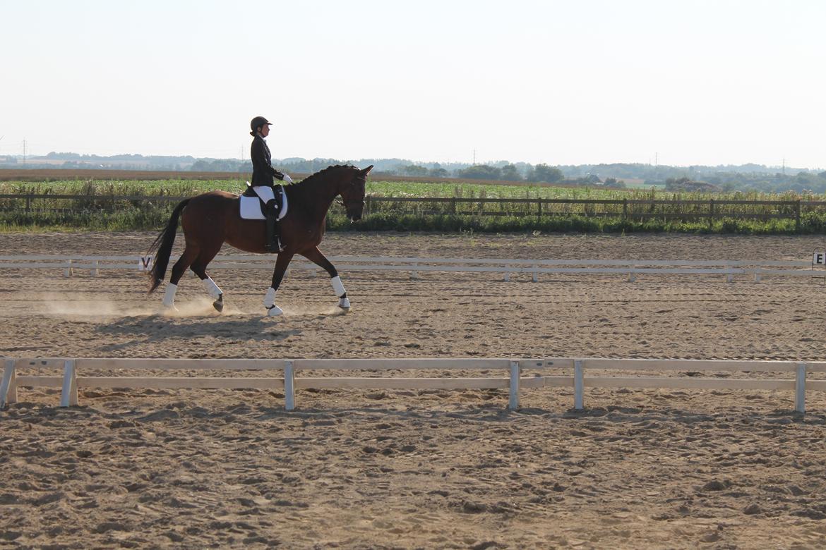 Dansk Varmblod Denise mosebo - Op ad midterlinien :) billede 3