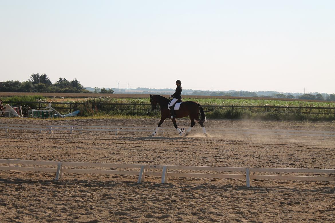 Dansk Varmblod Denise mosebo - Koncentration billede 5