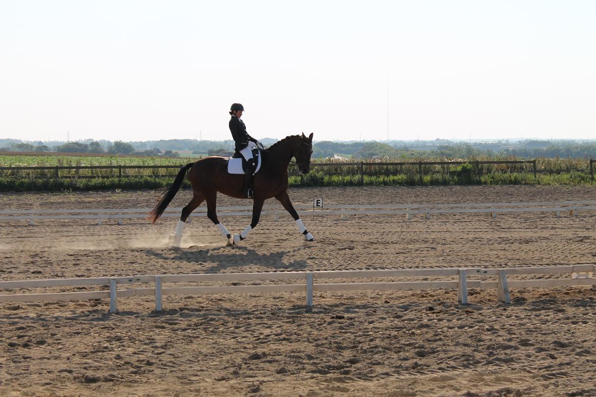 Dansk Varmblod Denise mosebo - Travøgning billede 4