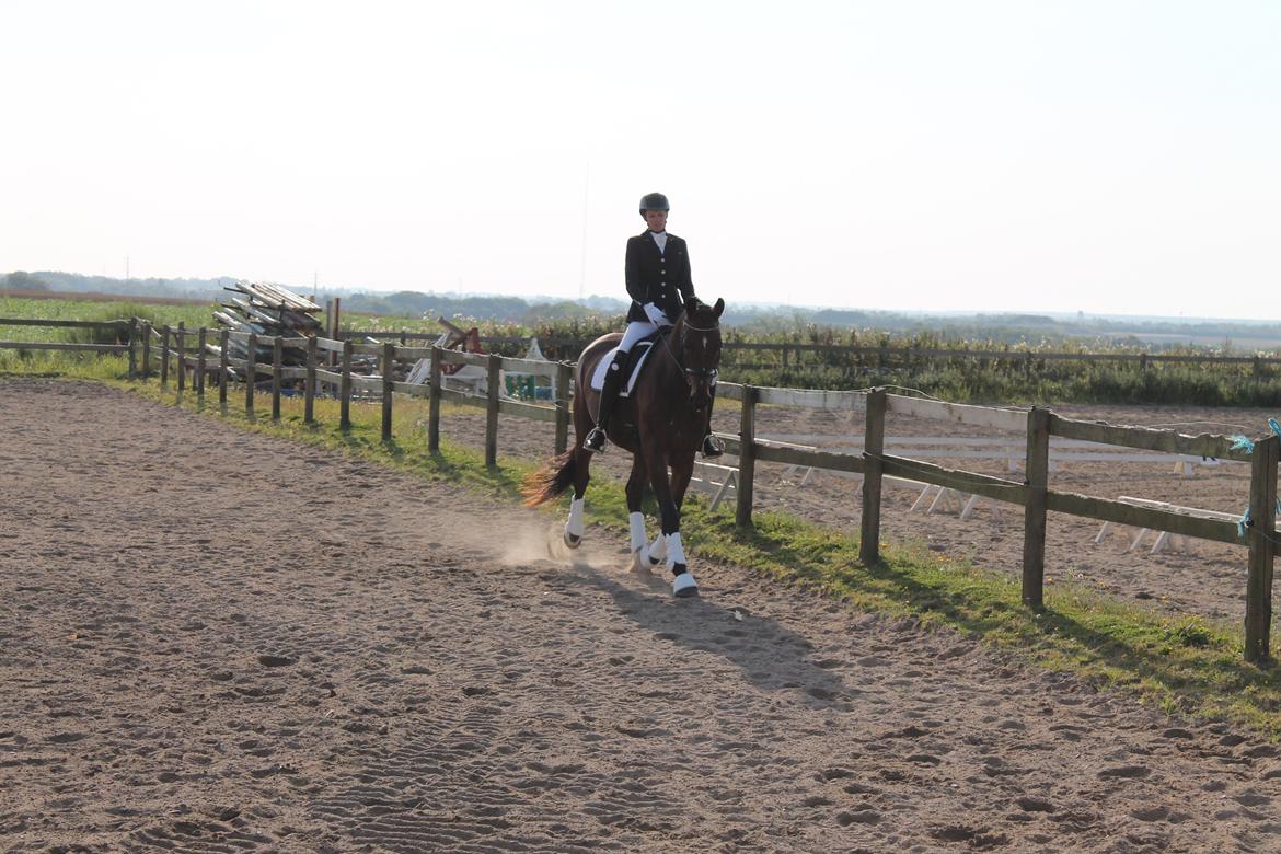 Dansk Varmblod Denise mosebo - Opvarmning billede 7