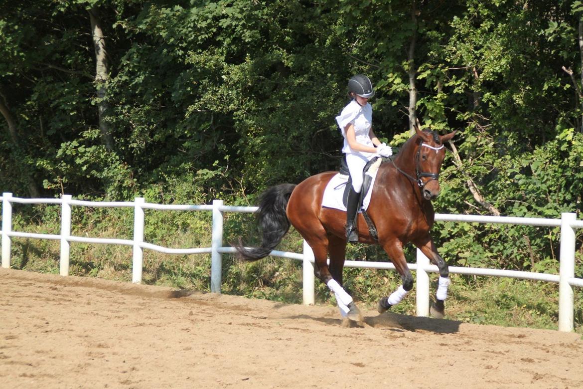 Dansk Varmblod Landlyst royal destiny billede 3