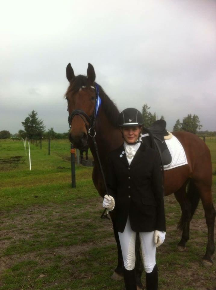 Dansk Varmblod Landlyst royal destiny billede 4