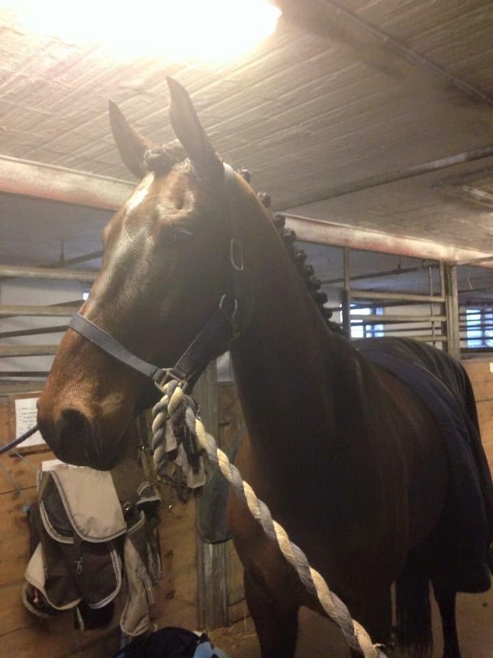 Dansk Varmblod Landlyst royal destiny - så blev man flettet for første gang  billede 1