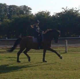 Dansk Varmblod Landlyst royal destiny billede 7