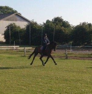 Dansk Varmblod Landlyst royal destiny billede 8