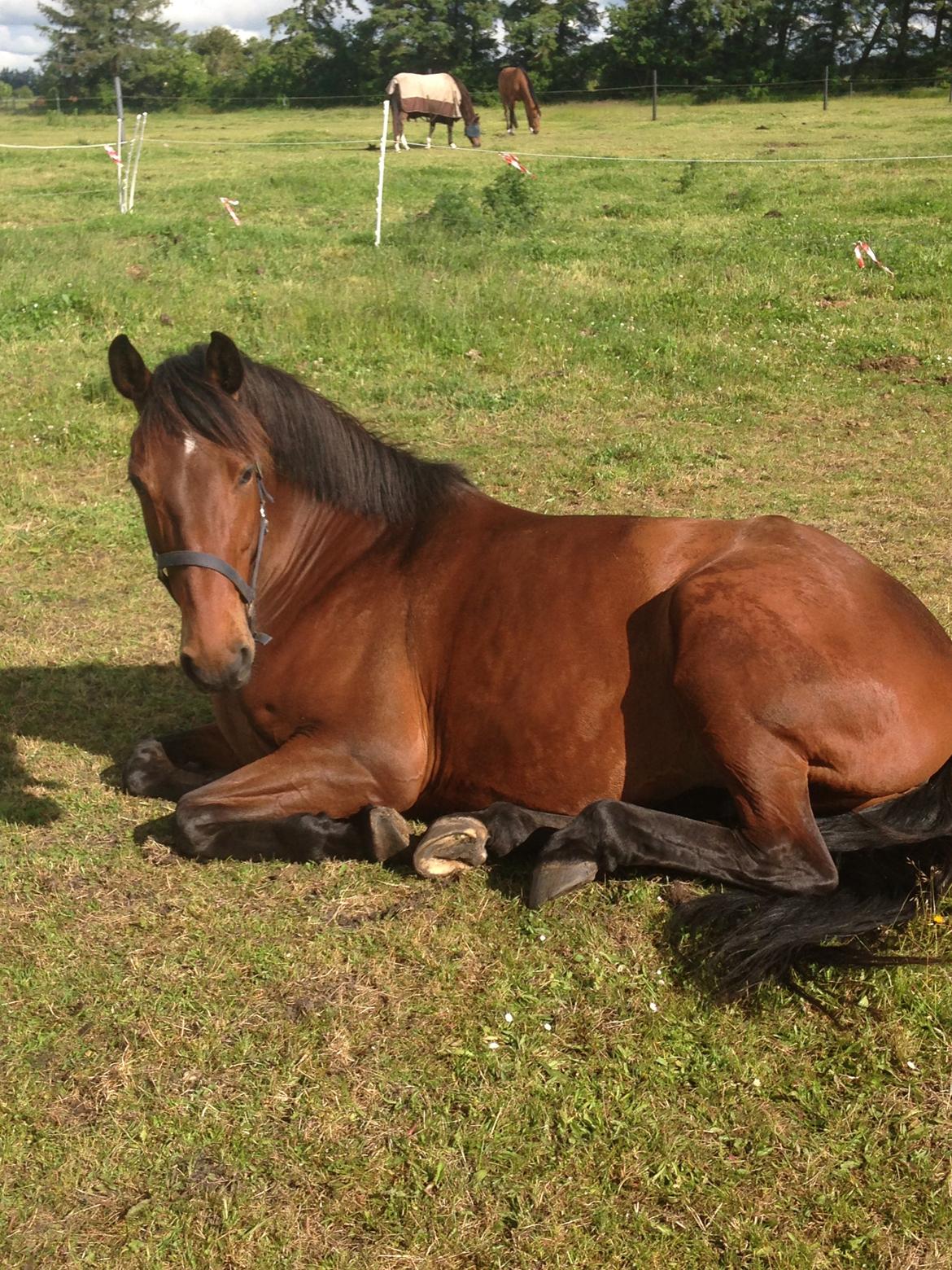 Dansk Varmblod Landlyst royal destiny - tar lige en slapper  billede 9