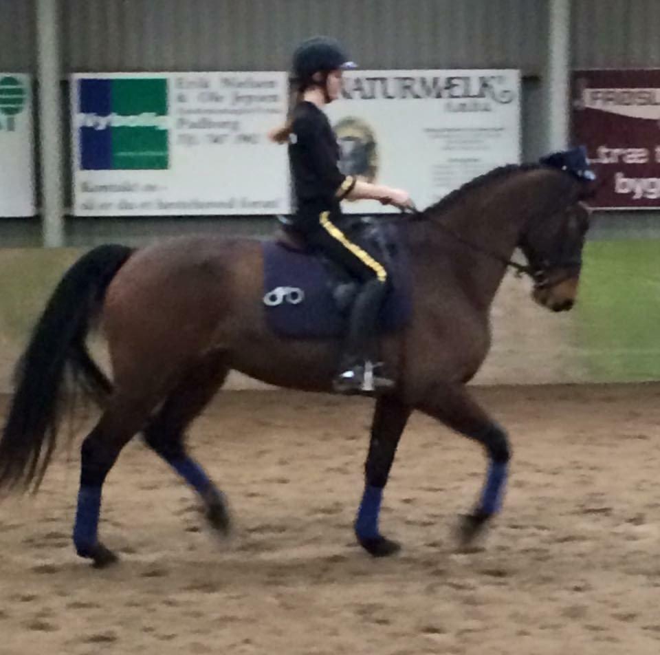 Dansk Varmblod Landlyst royal destiny - poitiet rykker ud i padborg 😉 billede 6