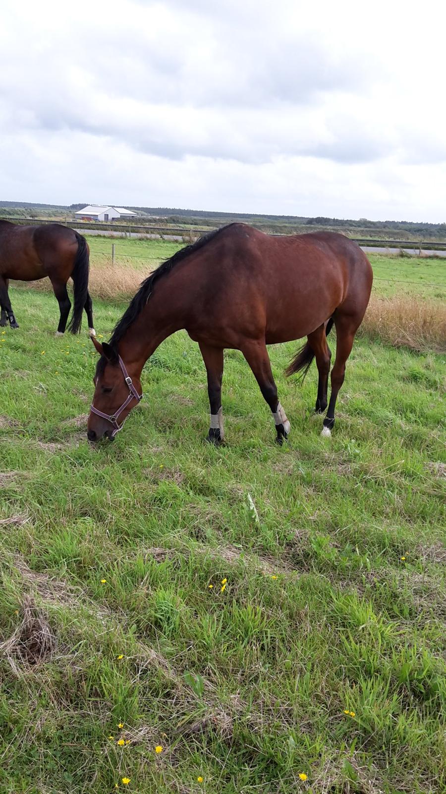 Dansk Varmblod Denise mosebo - Damen på fold billede 9
