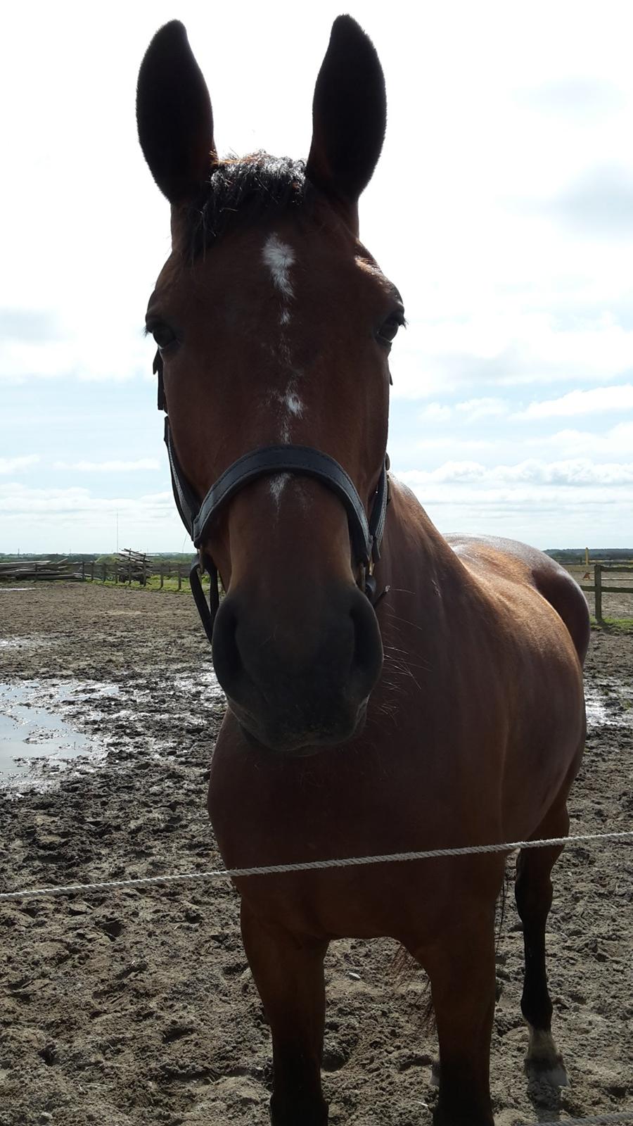 Dansk Varmblod Denise mosebo - Velkommen til damens profil :) billede 1