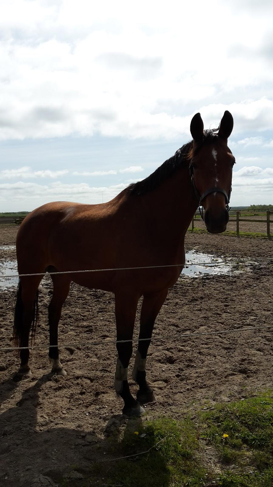 Dansk Varmblod Denise mosebo - Dagen efter ankomst og lige ude og få lidt frisk ludt. billede 8