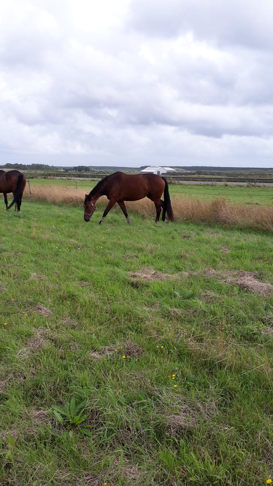 Dansk Varmblod Denise mosebo - Lækkert græs billede 10