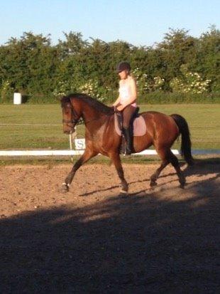 Dansk Varmblod Landlyst royal destiny - signe på 15 fik lige lov at prøve kræfter med hest billede 10