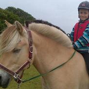 Fjordhest ponker