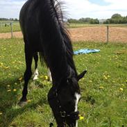 Anden særlig race Buzz Light Year