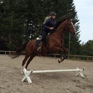 Dansk Varmblod sadea attrup