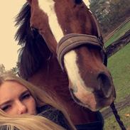 Dansk Varmblod sadea attrup