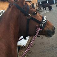 Dansk Varmblod sadea attrup