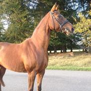 Dansk Varmblod sadea attrup