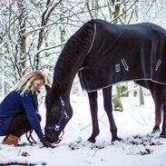 Trakehner Her Hershey Rimpler