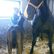 Oldenborg Mayflower af sneholt