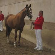 Dansk Varmblod sadea attrup