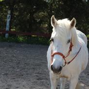 Anden særlig race Amidas<3