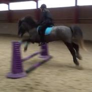 Islænder Atlas fra Baltzergaard