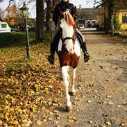 Welsh Partbred (Sec F) Lille Lyn