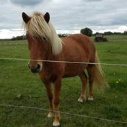 Islænder Rönja fra Ravnstrup