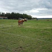 Islænder Rönja fra Ravnstrup