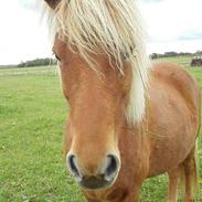 Islænder Rönja fra Ravnstrup