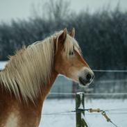 Tyroler Haflinger Waikato