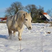 Anden særlig race Fnug