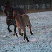 Anden særlig race Monique solgt