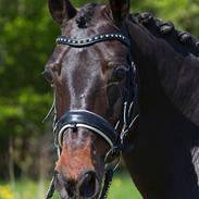 DSP Bæklunds Matine <3