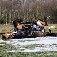 Anden særlig race Memory of Lotte