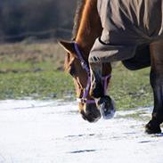 Anden særlig race Memory of Lotte