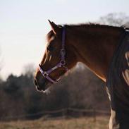 Anden særlig race Memory of Lotte