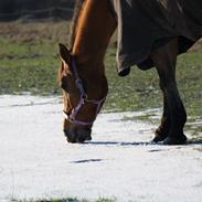 Anden særlig race Memory of Lotte