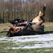 Anden særlig race Memory of Lotte