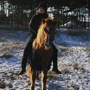 Islænder Litla fra Bærsholm