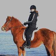 Islænder Litla fra Bærsholm