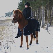 Islænder Litla fra Bærsholm