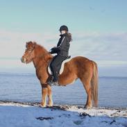 Islænder Litla fra Bærsholm