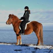 Islænder Litla fra Bærsholm